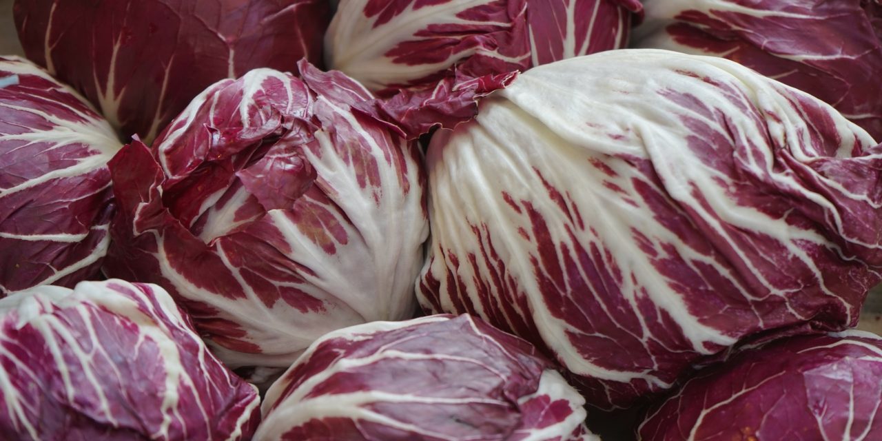 La achicoria roja, un alimento desconocido, con muchas posibilidades