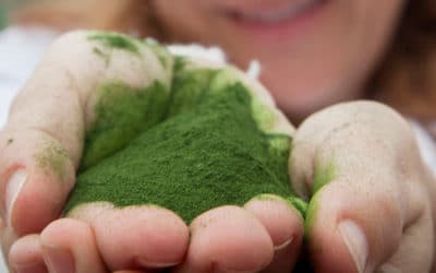 La cocina con el plancton, un nuevo ingrediente con mucho potencial