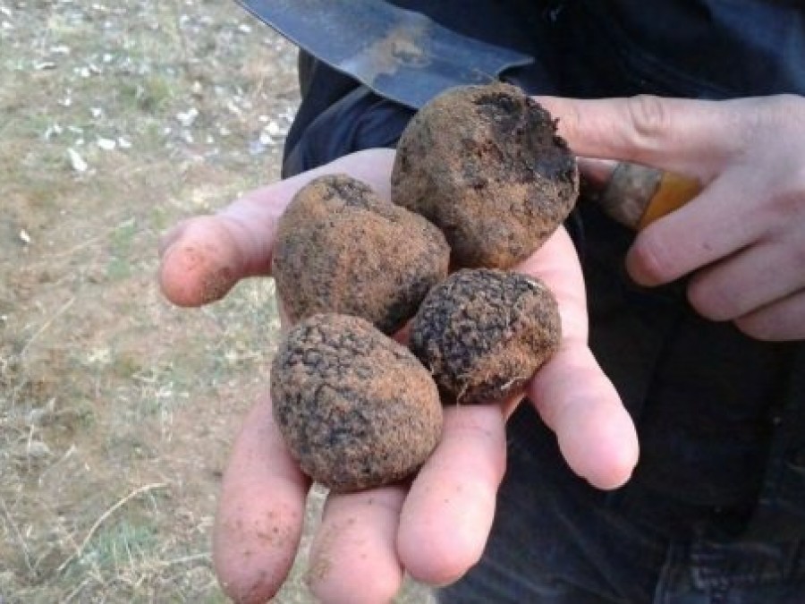 las trufas