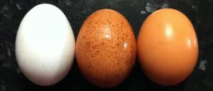 huevos