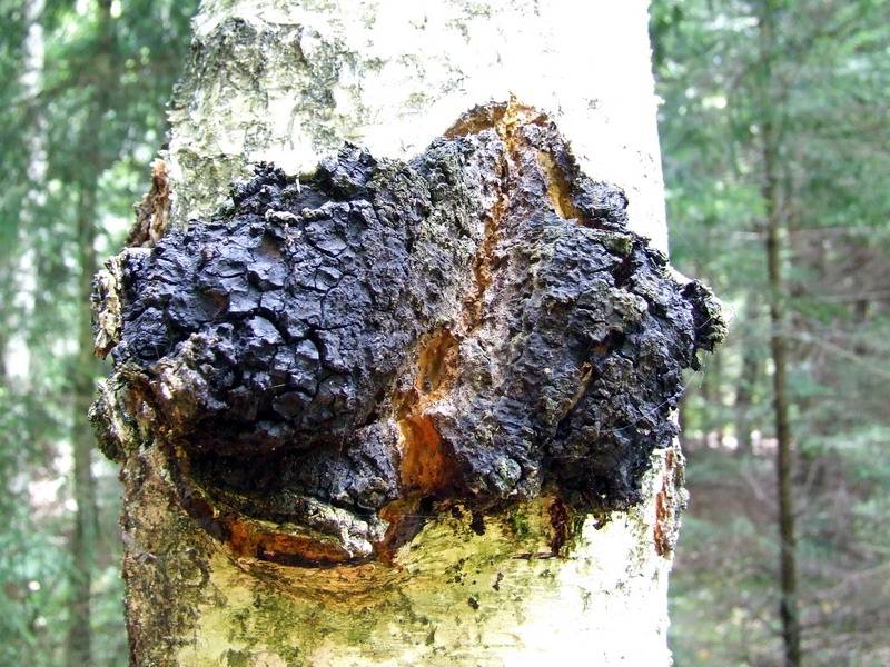 hongo chaga