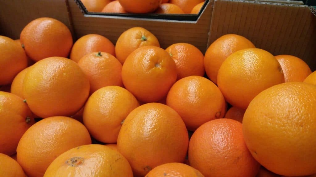 exprimidores de naranjas 2