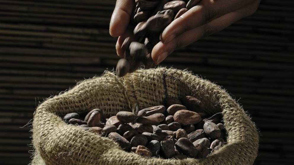 cacao