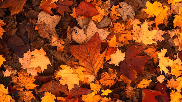 otoño