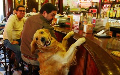 ¿Es un buen marketing admitir perros en tu restaurante?