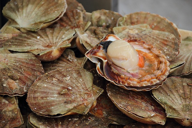 vieiras