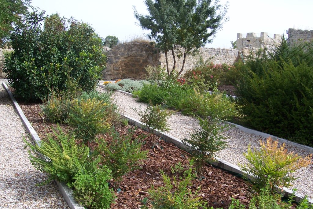 plantas aromáticas