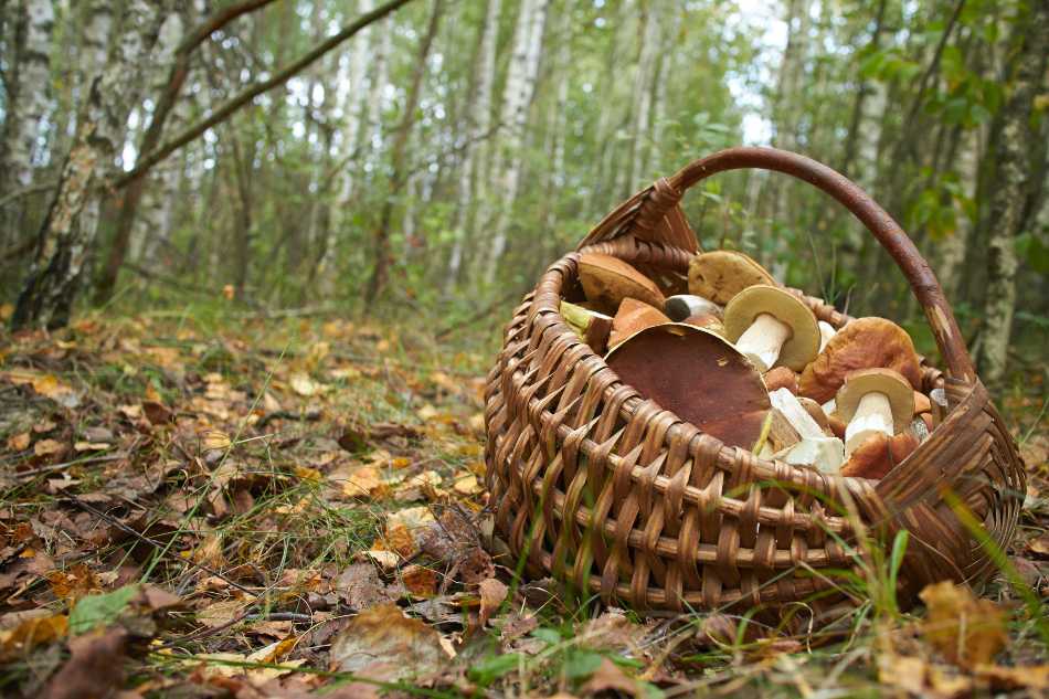 Ingredientes de calidad y carta de tu restaurante en otoño