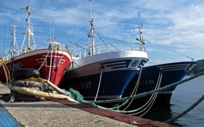 Ayudemos a los mares: evento sobre reforestación marina