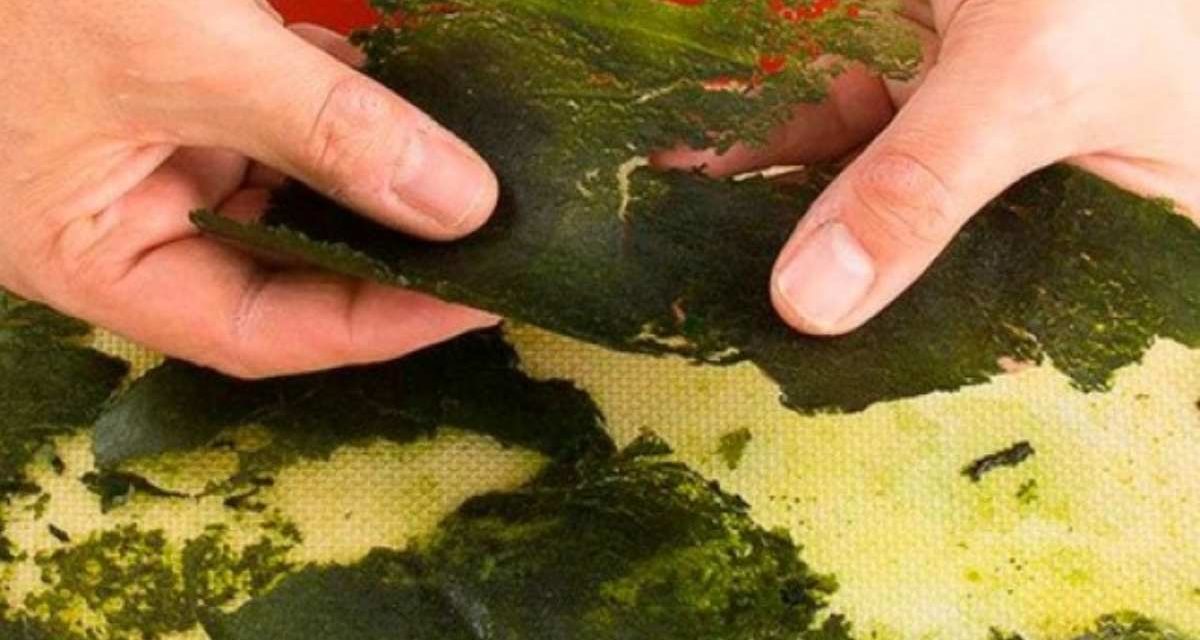 Nuevos productos marinos para restaurantes